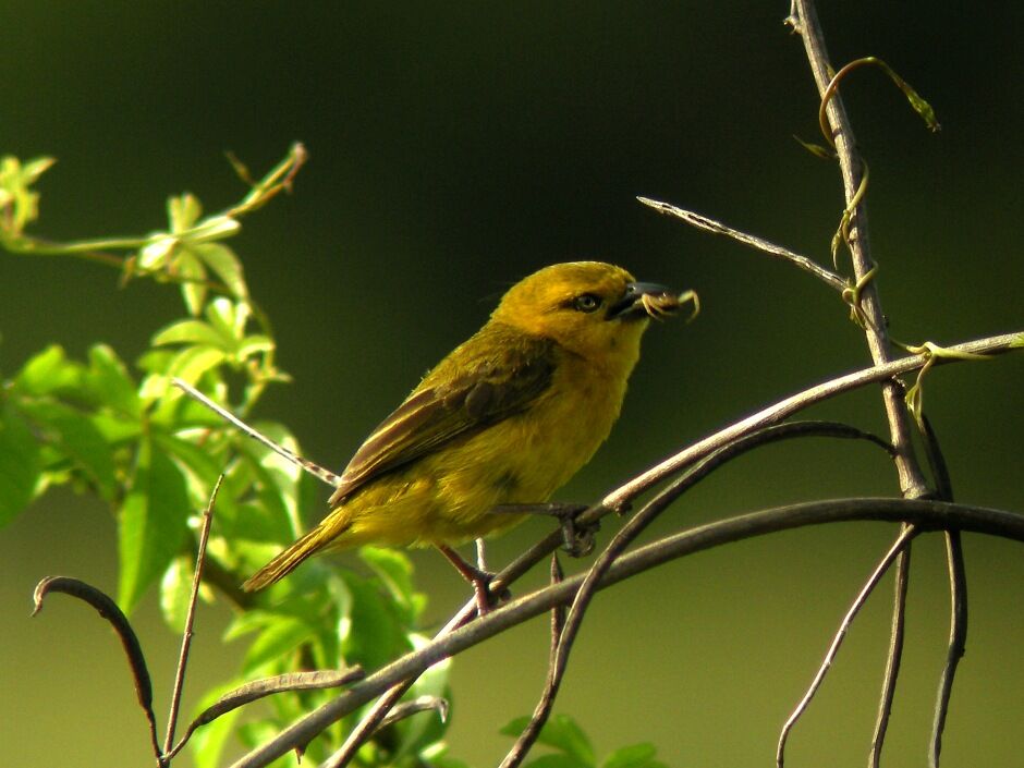 Slender-billed Weaver female adult