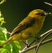 Slender-billed Weaver