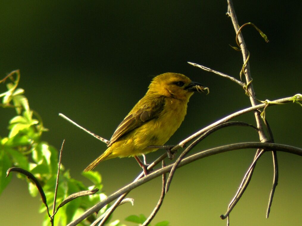 Slender-billed Weaver