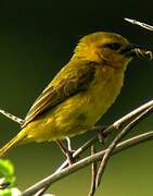 Slender-billed Weaver