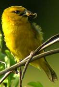 Slender-billed Weaver