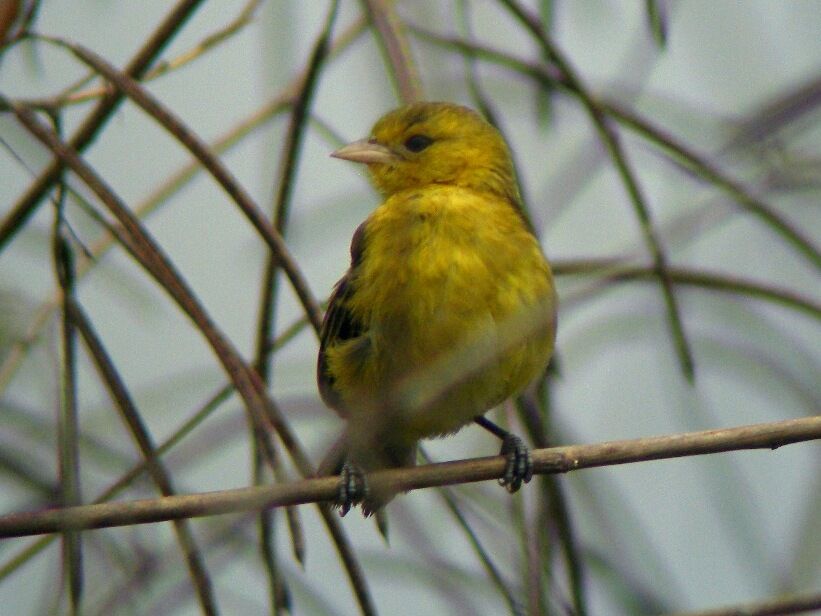 Slender-billed WeaverFirst year