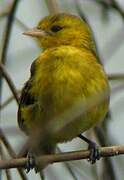 Slender-billed Weaver