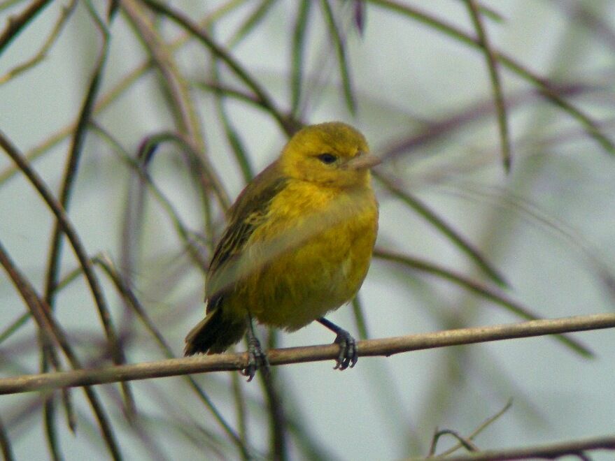 Slender-billed WeaverFirst year