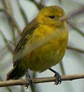 Slender-billed Weaver