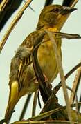 Village Weaver