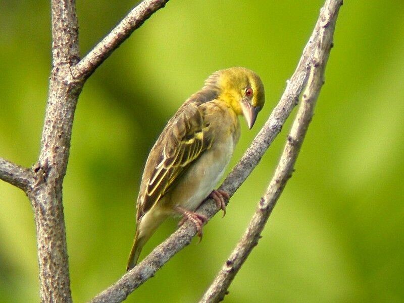 Village Weaver female