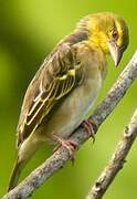 Village Weaver