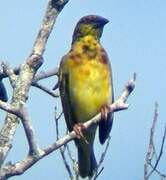 Village Weaver