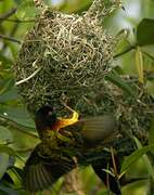 Village Weaver