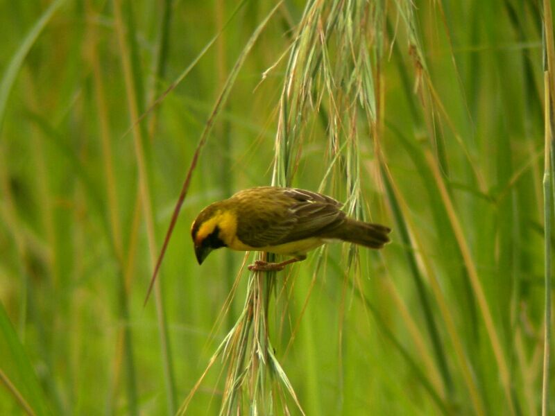 Compact Weaver female adult breeding, pigmentation