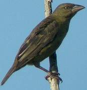 Vieillot's Black Weaver