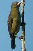 Vieillot's Black Weaver