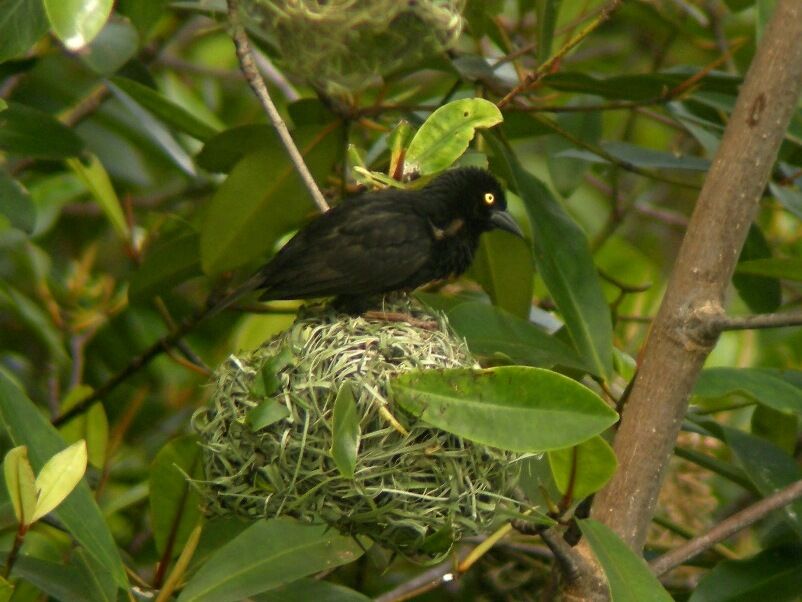 Tisserin noir mâle adulte nuptial, Nidification