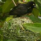 Tisserin noir