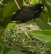 Vieillot's Black Weaver