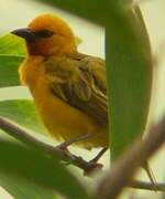 Orange Weaver