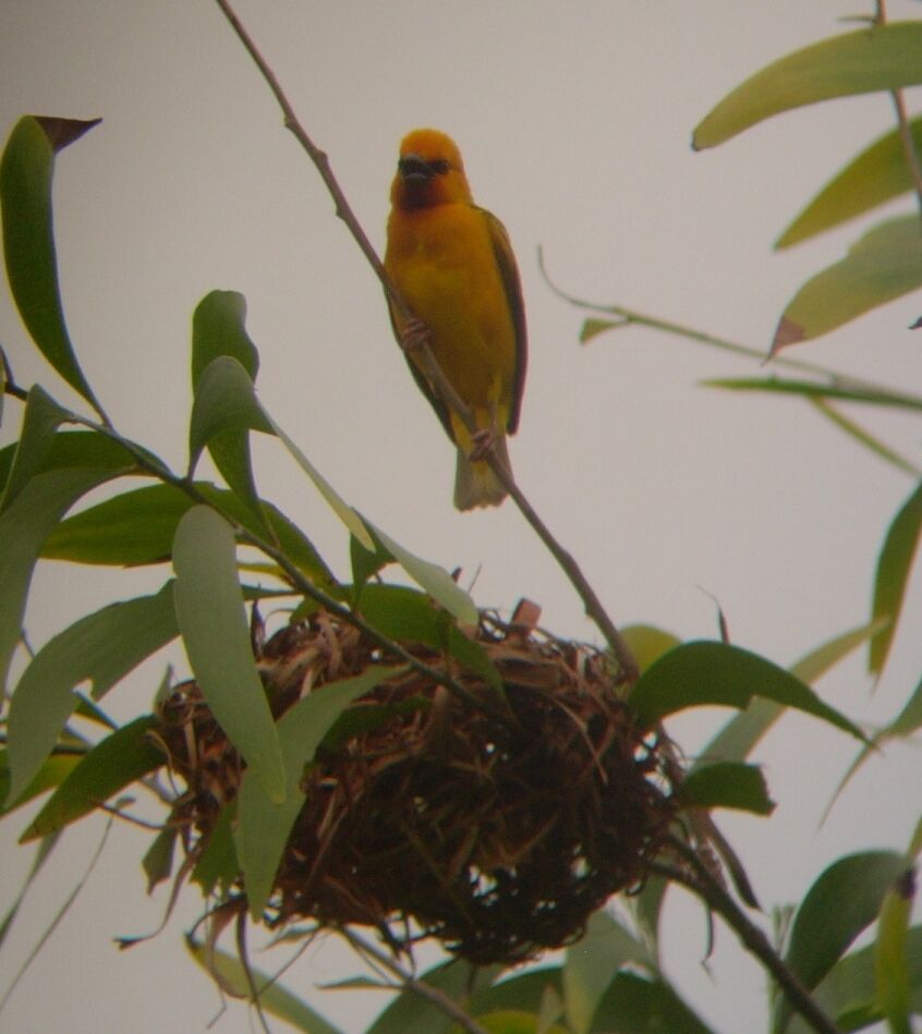 Orange Weaver male adult breeding