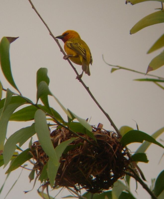 Orange Weaver male adult breeding