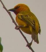 Orange Weaver