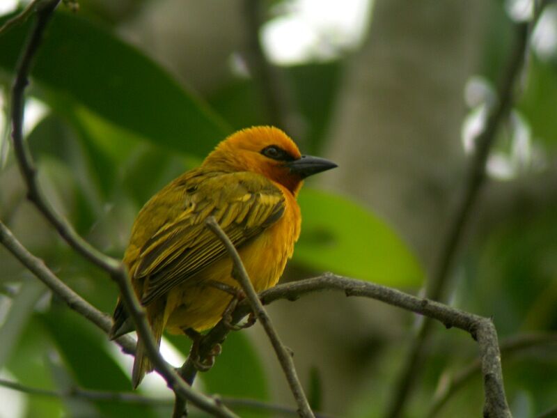 Orange Weaver male adult breeding, identification