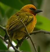 Orange Weaver