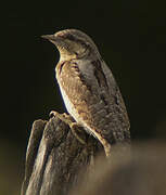 Eurasian Wryneck