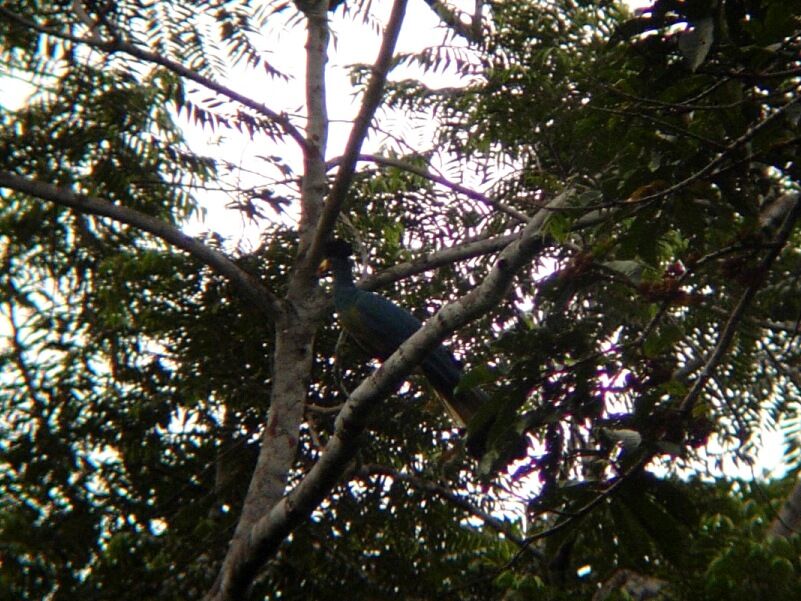 Great Blue Turacoadult breeding