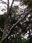 Great Blue Turaco