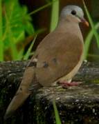 Blue-spotted Wood Dove