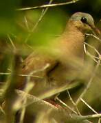 Blue-spotted Wood Dove