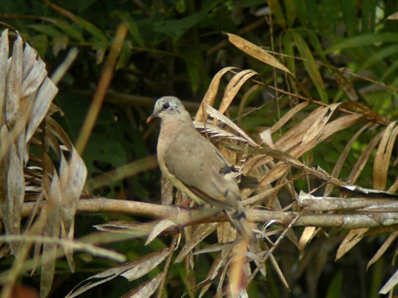 Blue-spotted Wood Doveadult