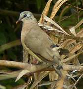 Blue-spotted Wood Dove