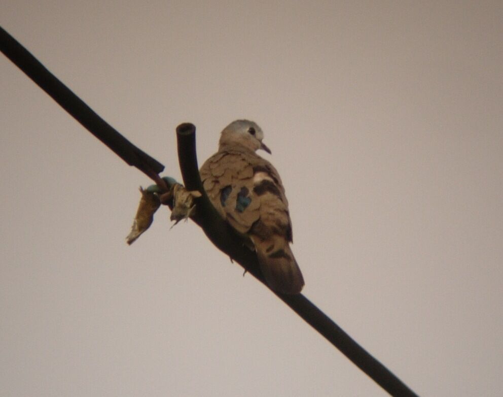 Emerald-spotted Wood Dove