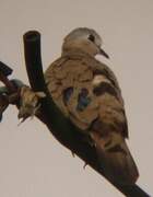 Emerald-spotted Wood Dove