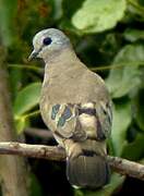 Emerald-spotted Wood Dove