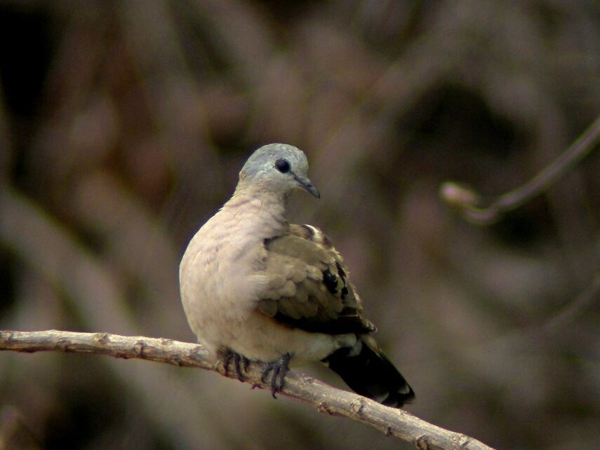 Tourtelette émeraudineadulte, identification