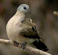 Emerald-spotted Wood Dove