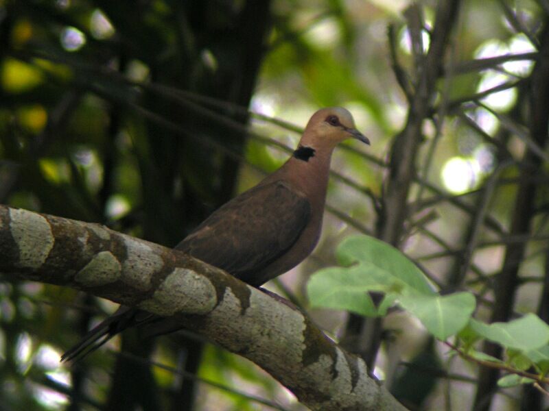 Red-eyed Doveadult