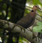 Red-eyed Dove