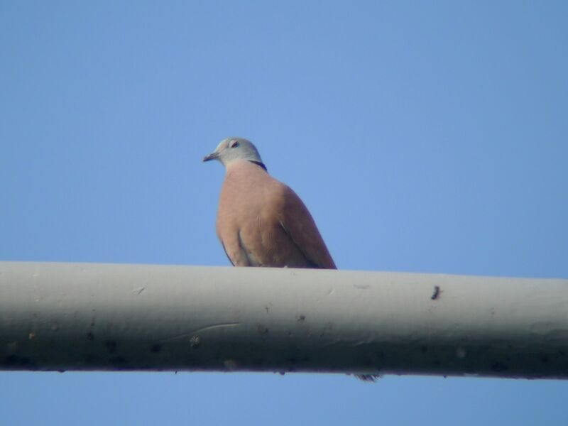 Red Turtle Dove male adult, song