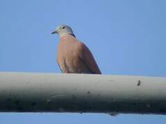 Red Collared Dove