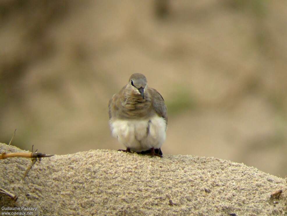 Namaqua Dove female adult, close-up portrait