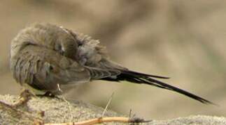 Namaqua Dove