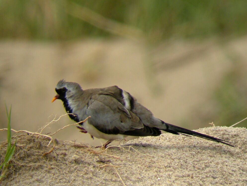 Namaqua Dove male adult