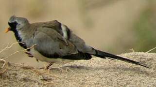 Namaqua Dove