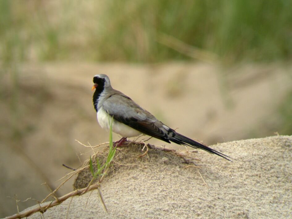 Namaqua Dove male adult