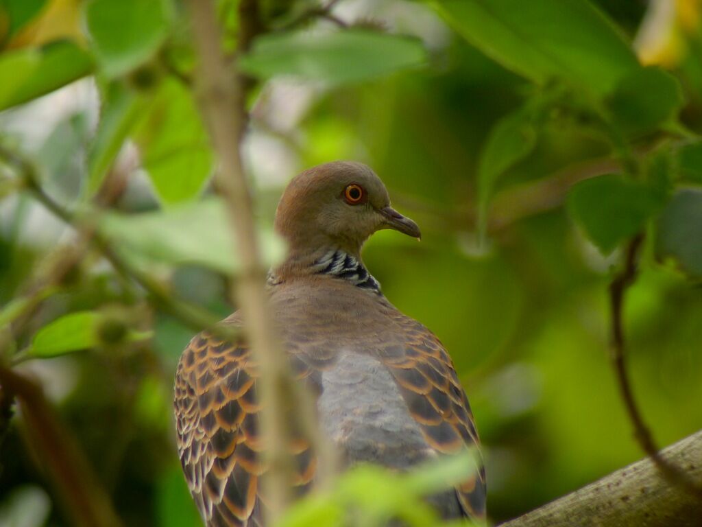 Oriental Turtle Dove male adult breeding