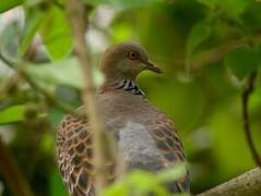 Oriental Turtle Dove