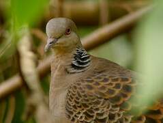 Oriental Turtle Dove